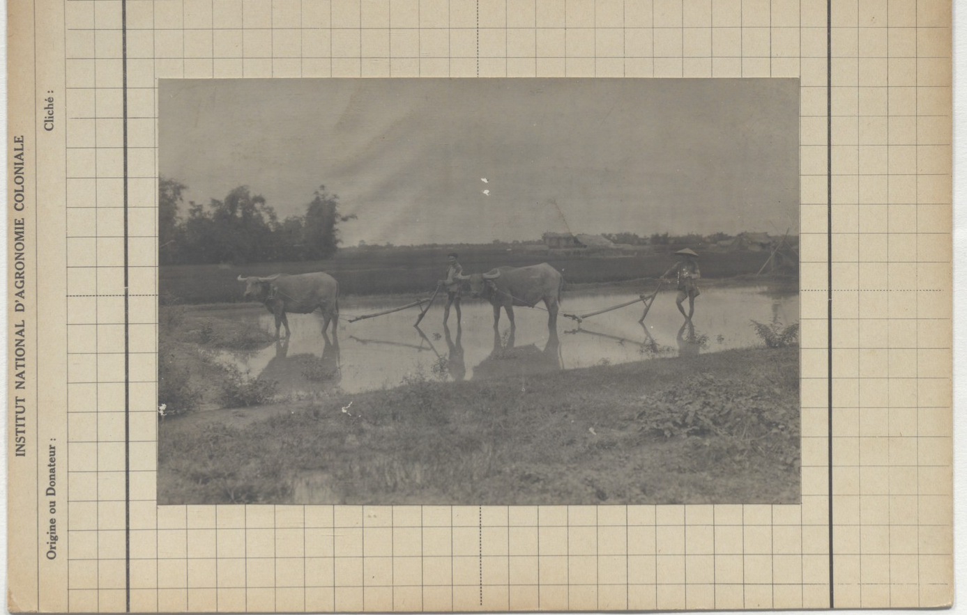 cay-ruong-o-son-tay-nguon-thu-vien-quoc-gia-phap-151305-030725-47_croped_1387x883_on(03-07-2025_9328070)